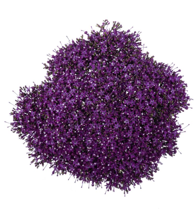 Trachelium Lake Forest Purple