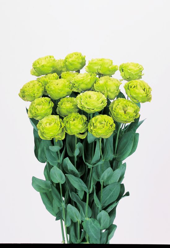 Lisianthus Rosanne  2 Green