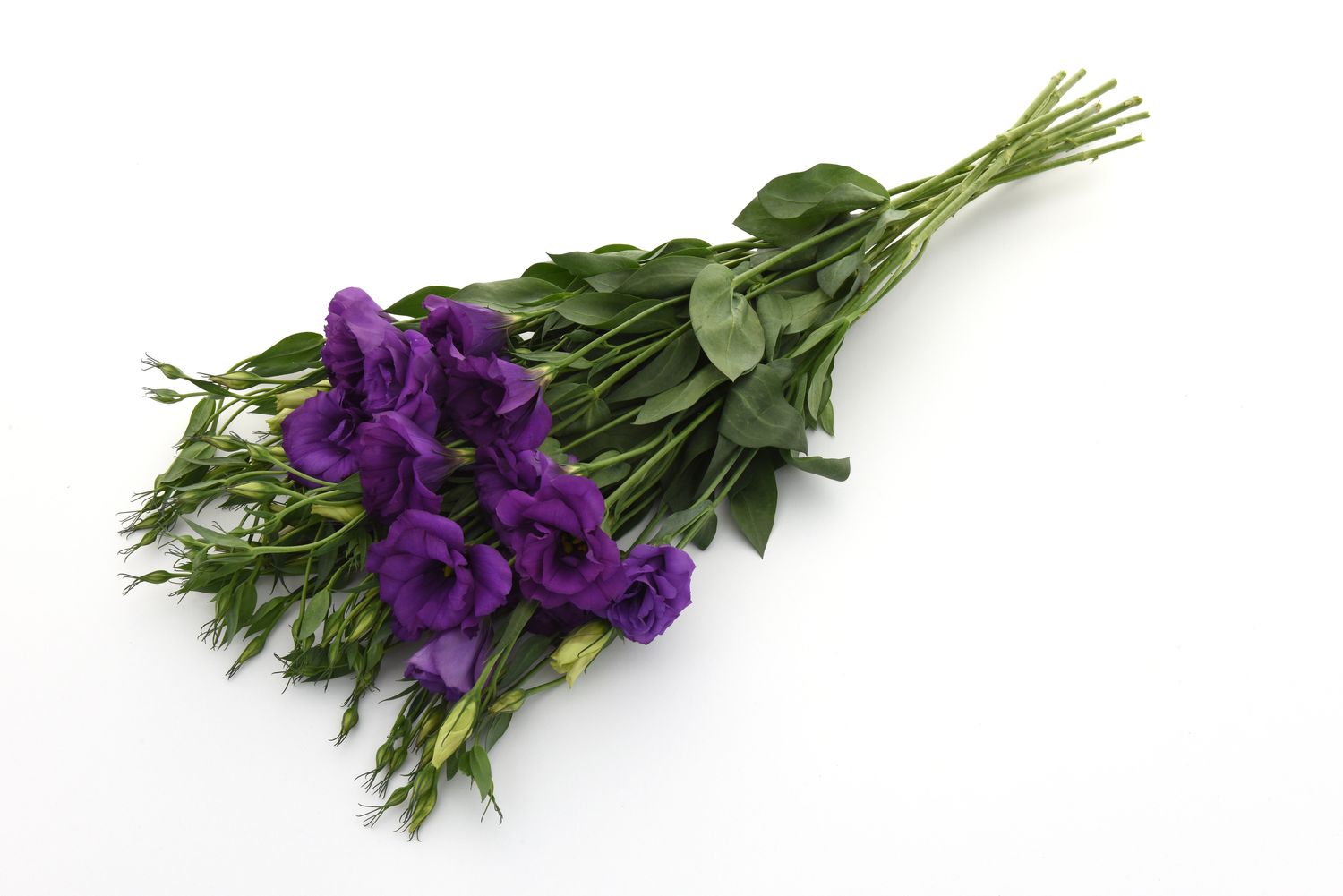 Lisianthus Flare Deep Blue