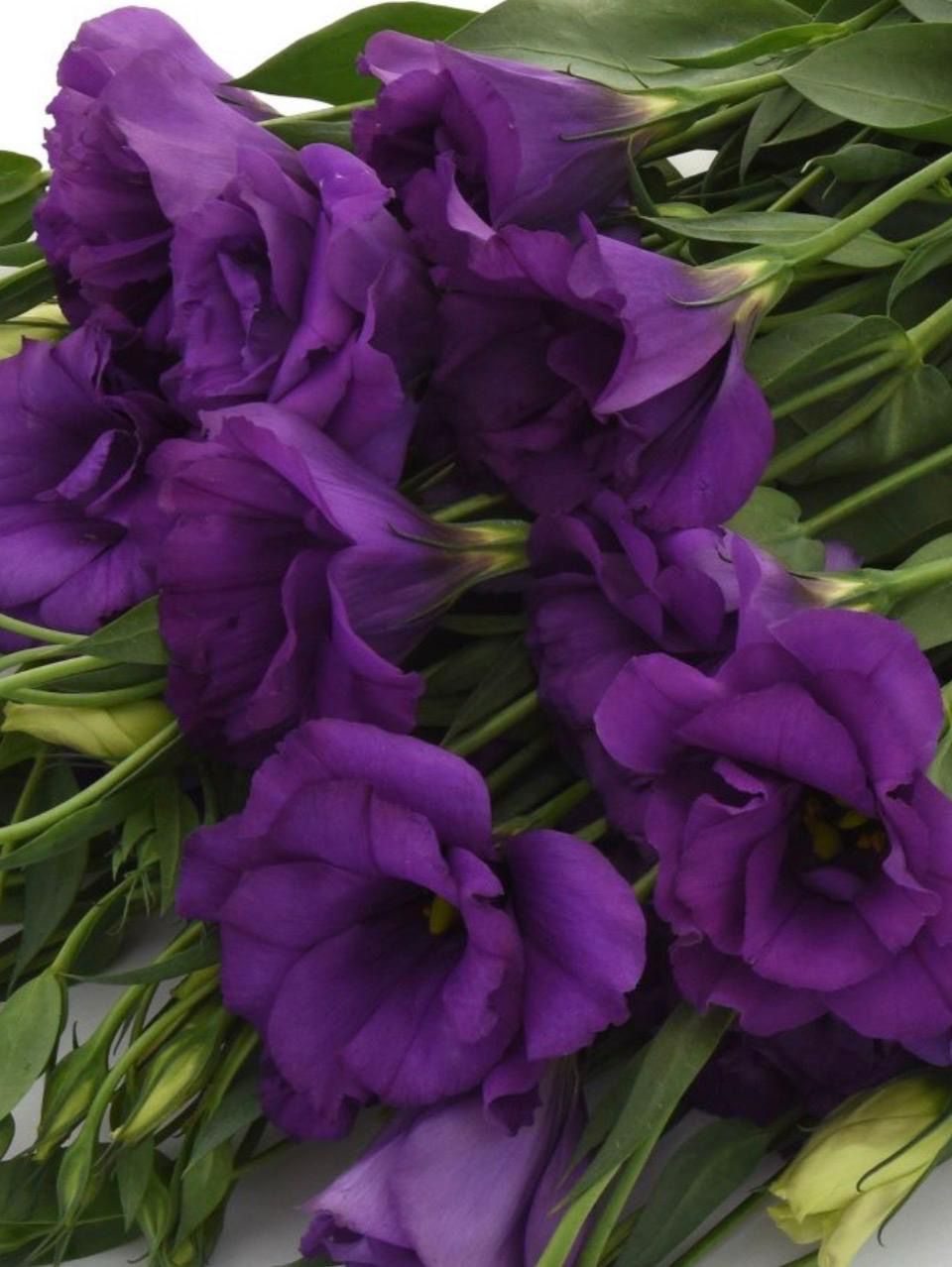 Lisianthus Flare Deep Blue