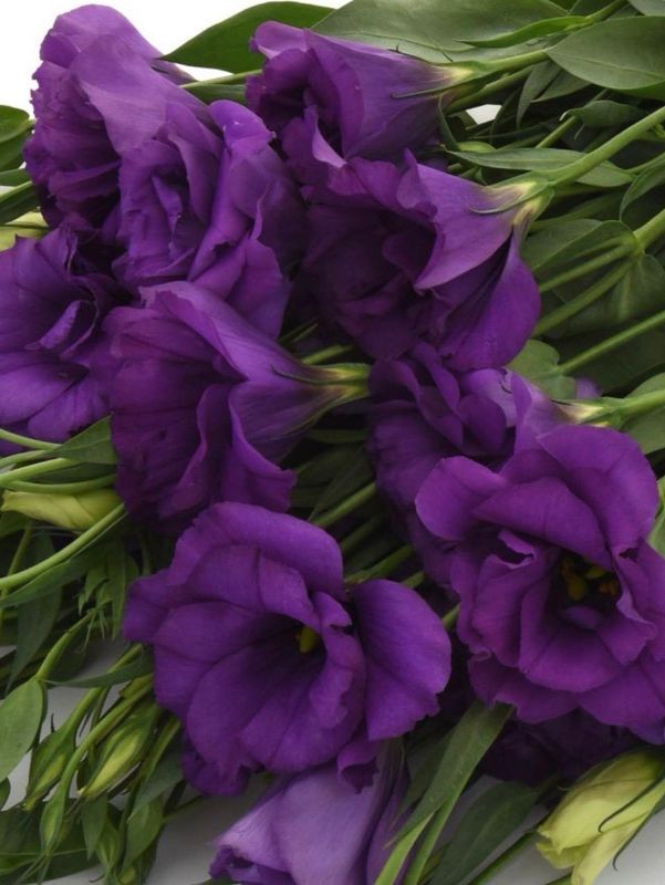 Lisianthus Flare Deep Blue