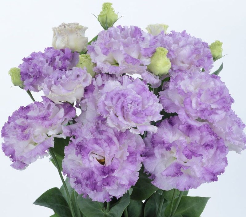 Lisianthus Voyage 2 Blue Flash