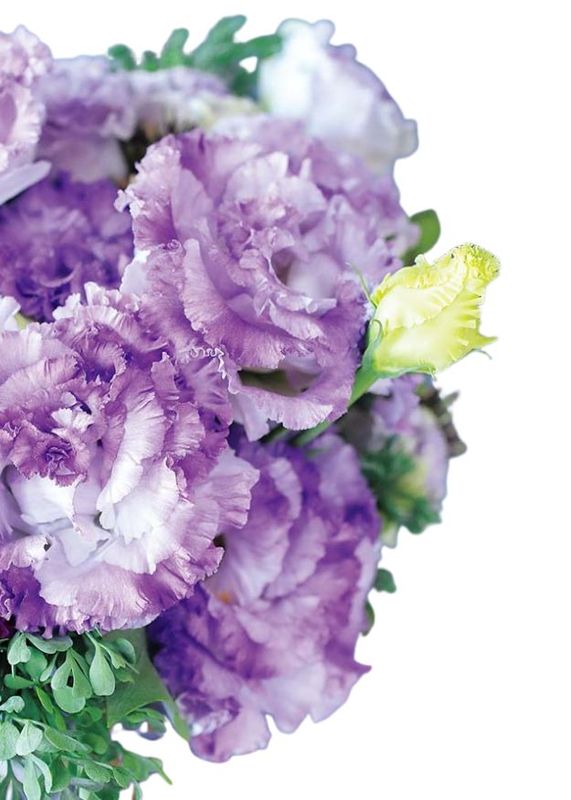 Lisianthus Voyage 2 Blue Flash