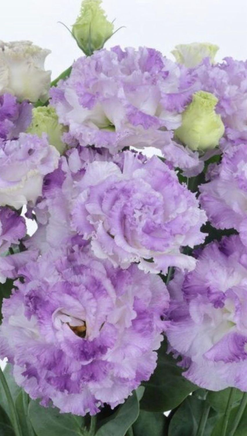 Lisianthus Voyage 2 Blue Flash