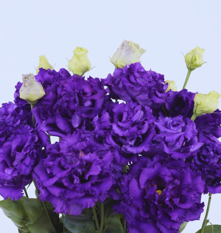 Lisianthus Voyage2 Blue II