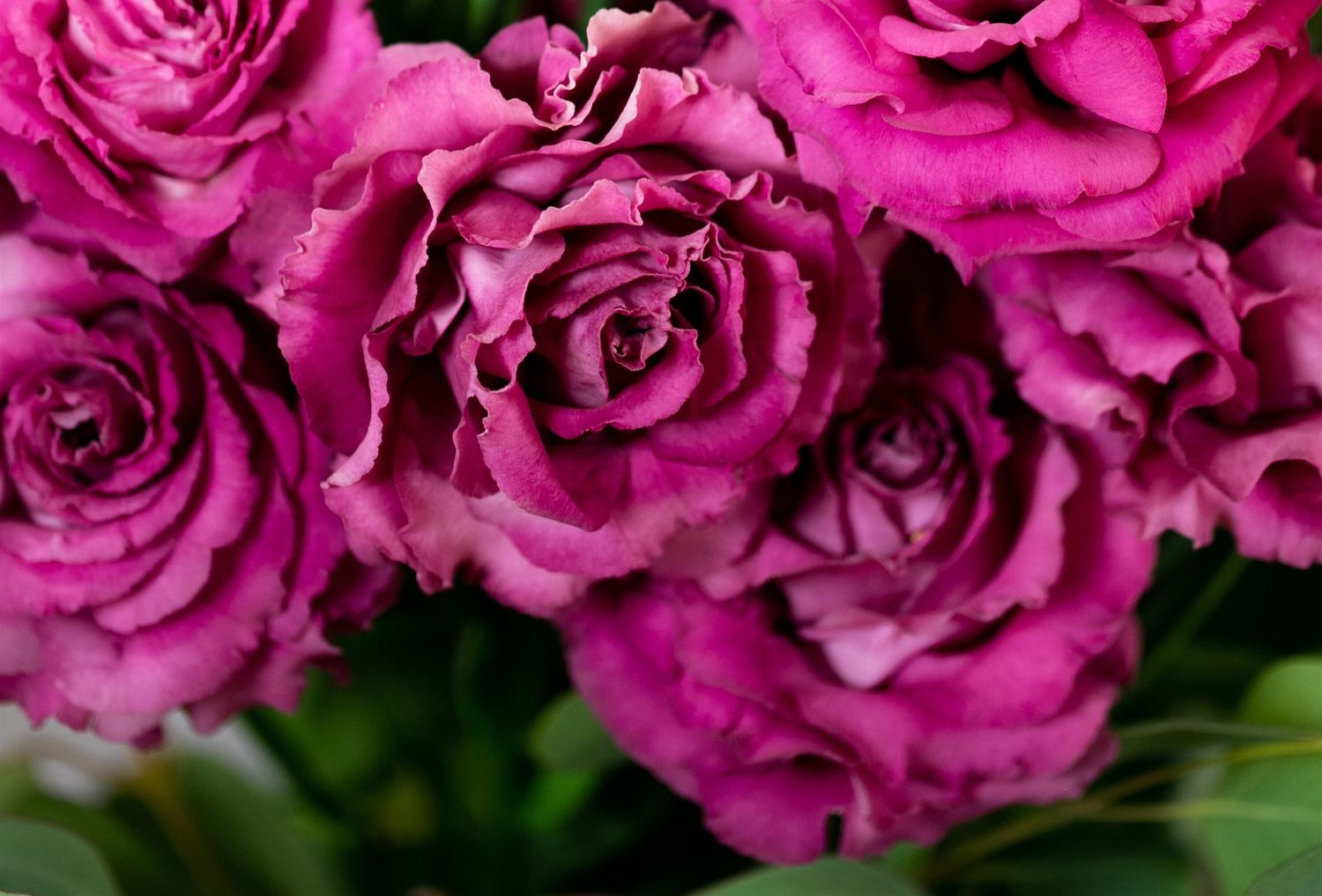 Lisianthus Voyage 2 Deep Rose