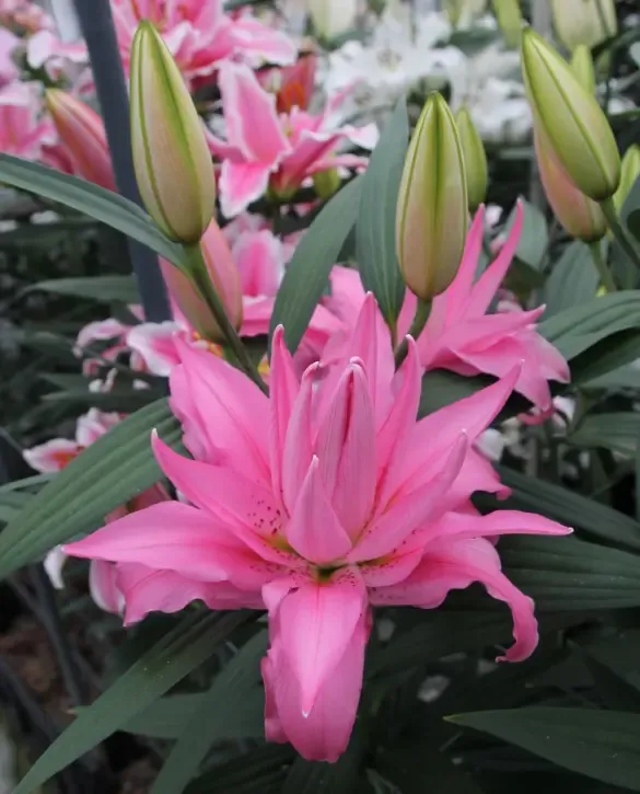 DIANTHA - ORIENTAL DOUBLE