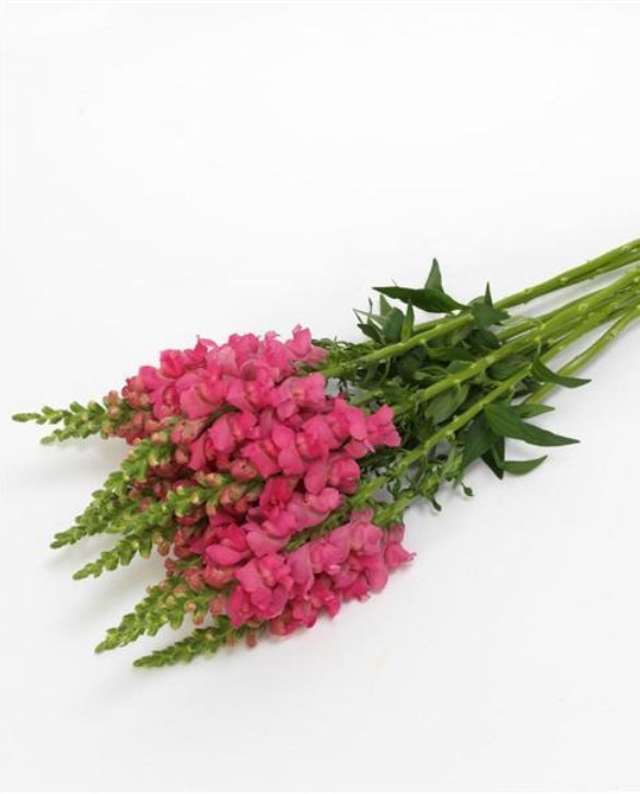 Potomac Cherry Rose Snapdragon