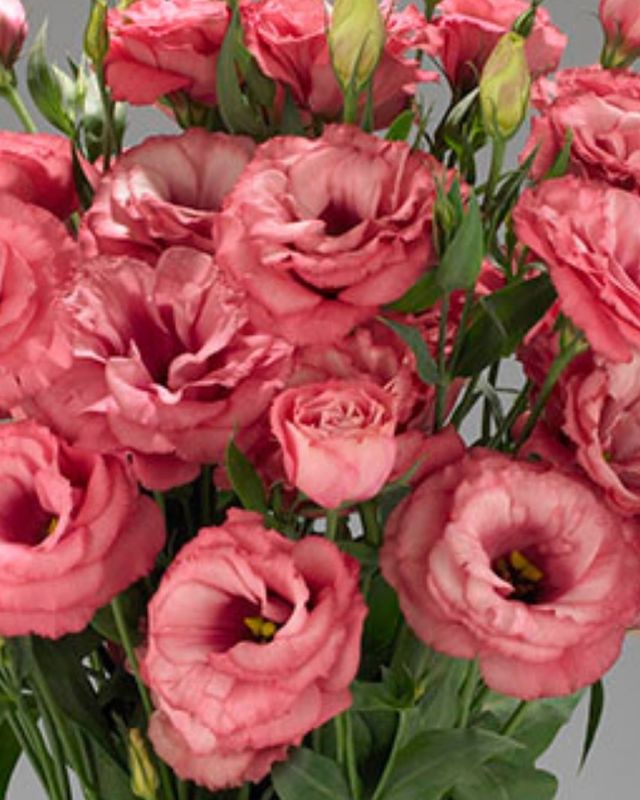 Lisianthus Advantage Cherry Sorbet