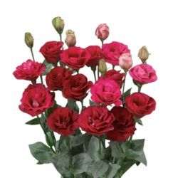 Lisianthus Croma 3 Red