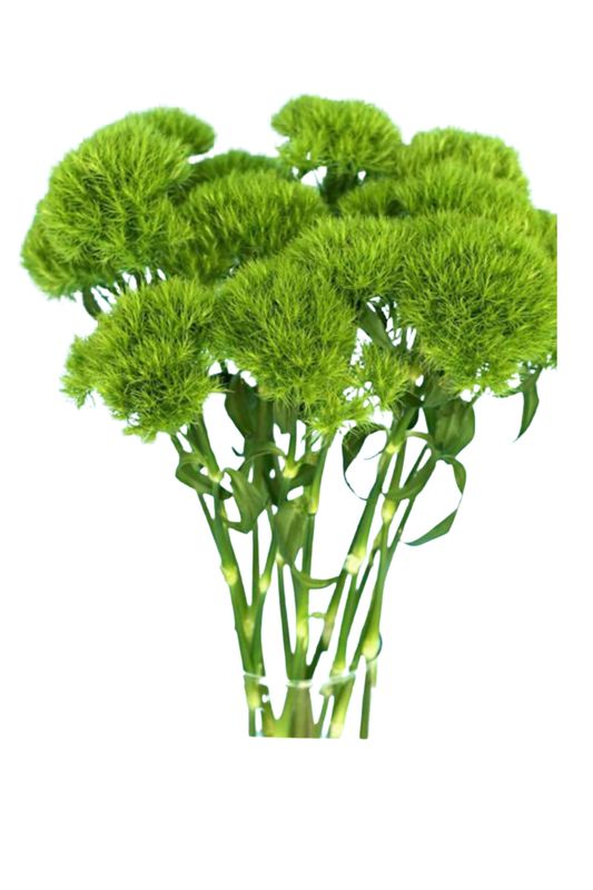 Green Ball Dianthus