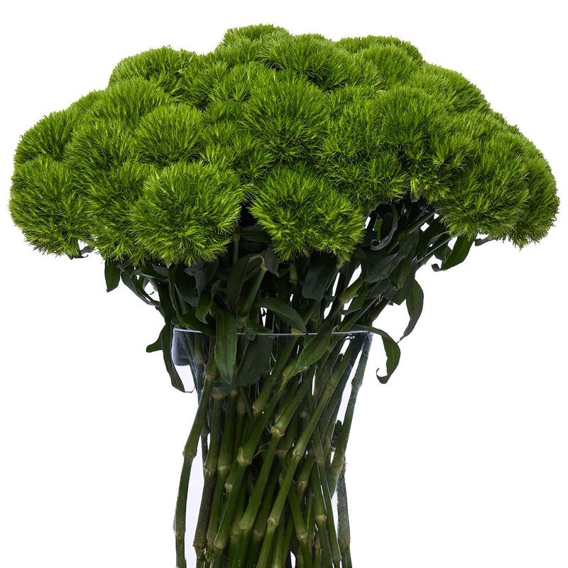 Dianthus Kiwi Mellow Cool