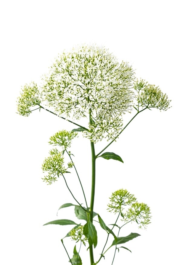 Trachelium Lake Michigan White