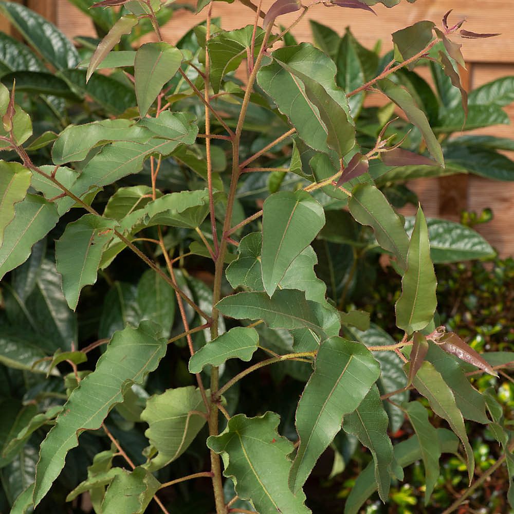 Eucalyptus Lemon Bush