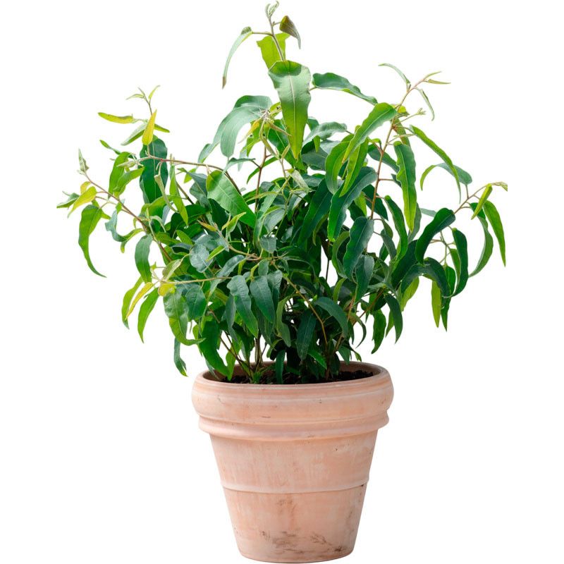 Eucalyptus Lemon Bush