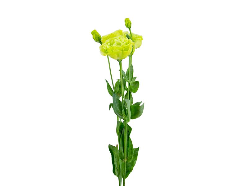 Lisianthus Rosanne  2 Green