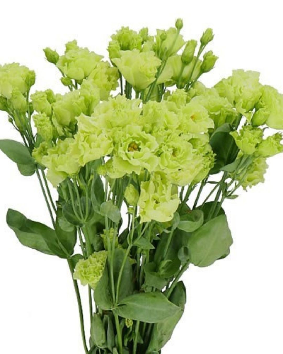 Lisianthus Rosanne  2 Green
