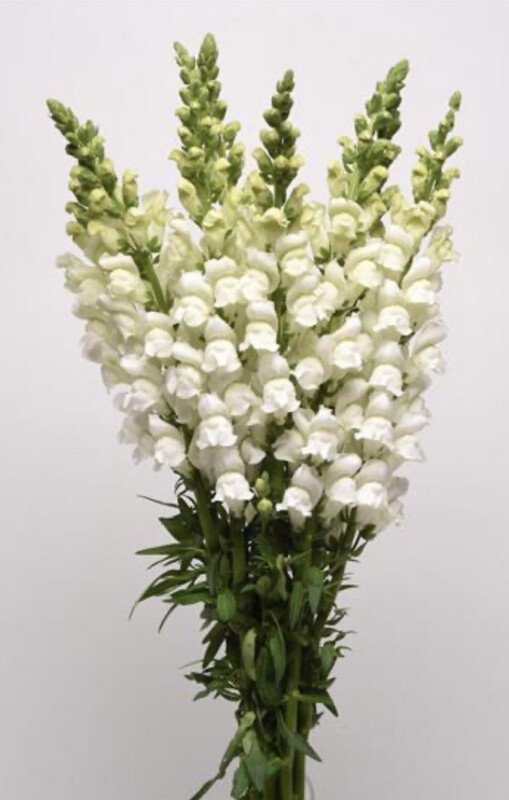 Snapdragon Potomac White