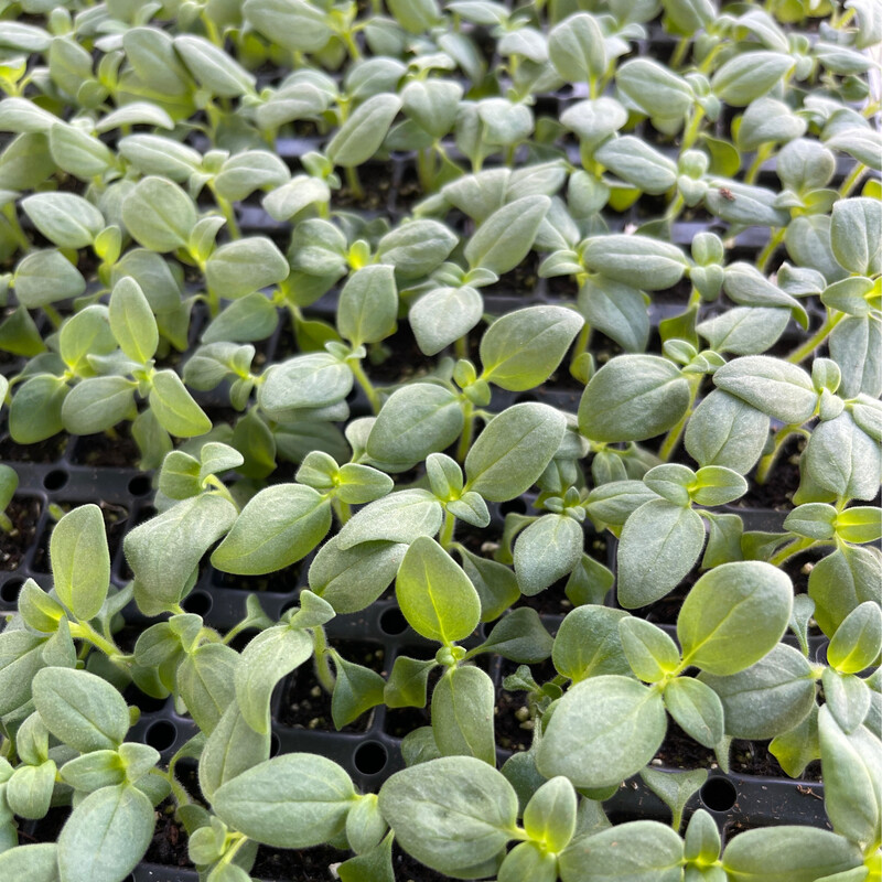 Snapdragon Potomac White