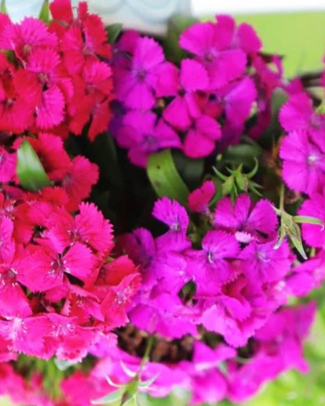 Dianthus Amazon Neon Duo