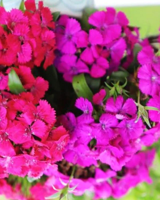 Dianthus Amazon Neon Duo