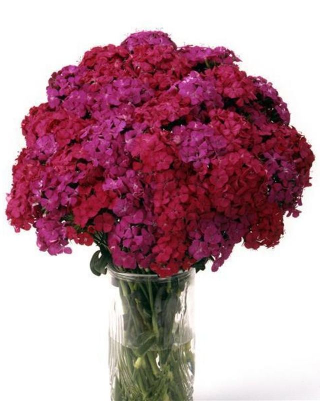 Dianthus Amazon Neon Duo