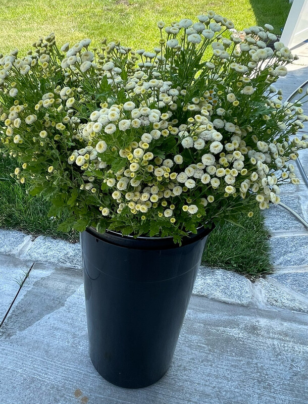 Feverfew - Tetra white Wonder Matricaria