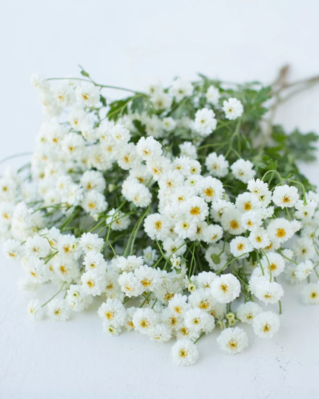 Feverfew - Snowball Matricaria