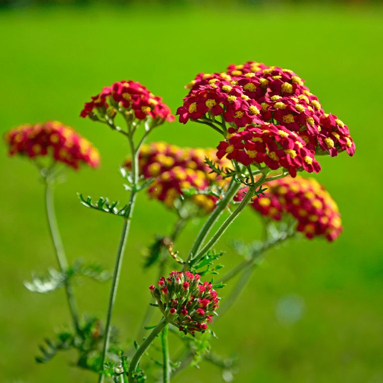 Yarrow millefolium Paprika  (Achillea)