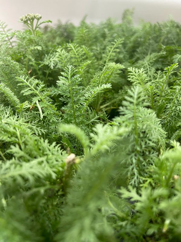 Yarrow millefolium Paprika  (Achillea)