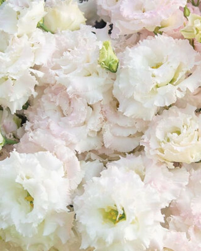 Lisianthus Voyage 2 First Love