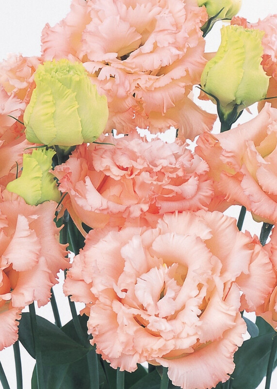 Lisianthus Voyage 2 Light Apricot
