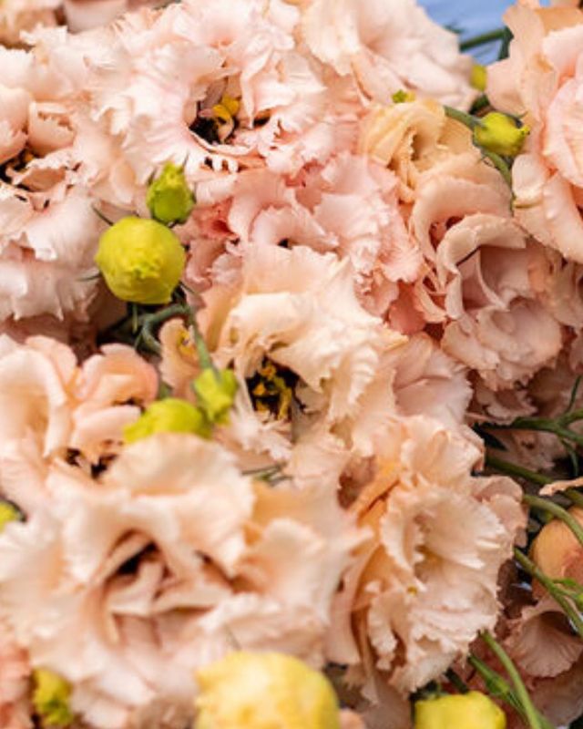 Lisianthus Voyage 2 Light Apricot