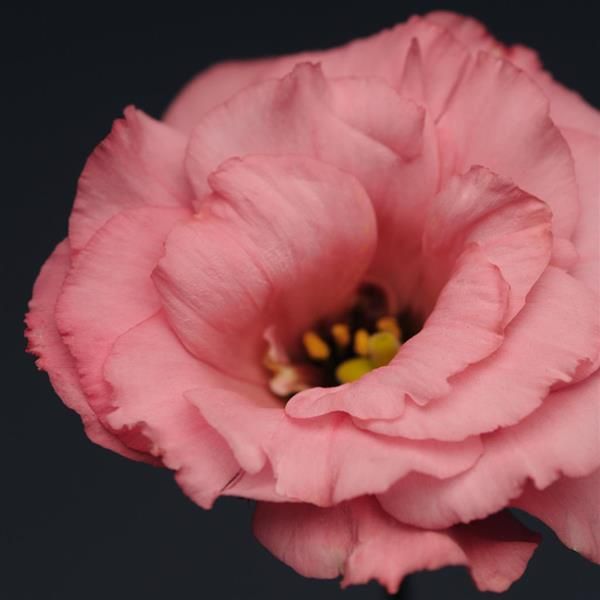 Lisianthus Flare Deep Rose
