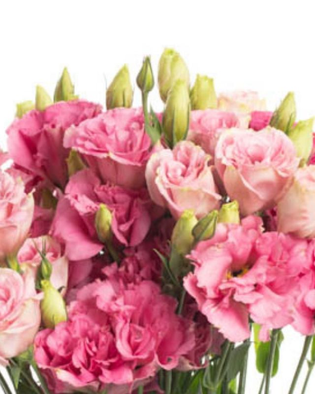 Lisianthus Flare Deep Rose