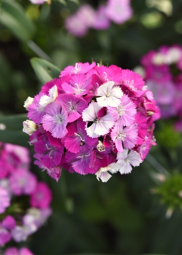 Dianthus Amazon Lavender Magic