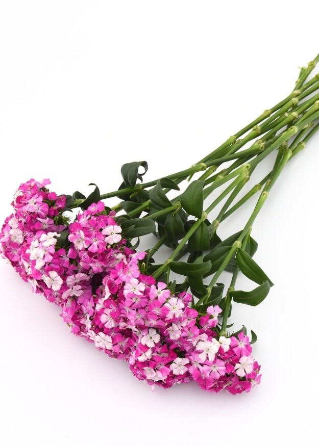 Dianthus Amazon Lavender Magic