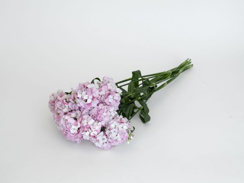 Dianthus Sweet cherry blossom Magic