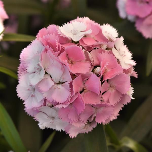 Dianthus Sweet cherry blossom Magic