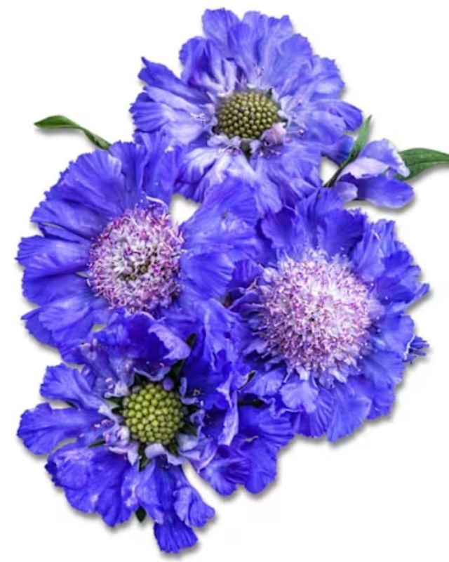 Scabiosa Fama blue