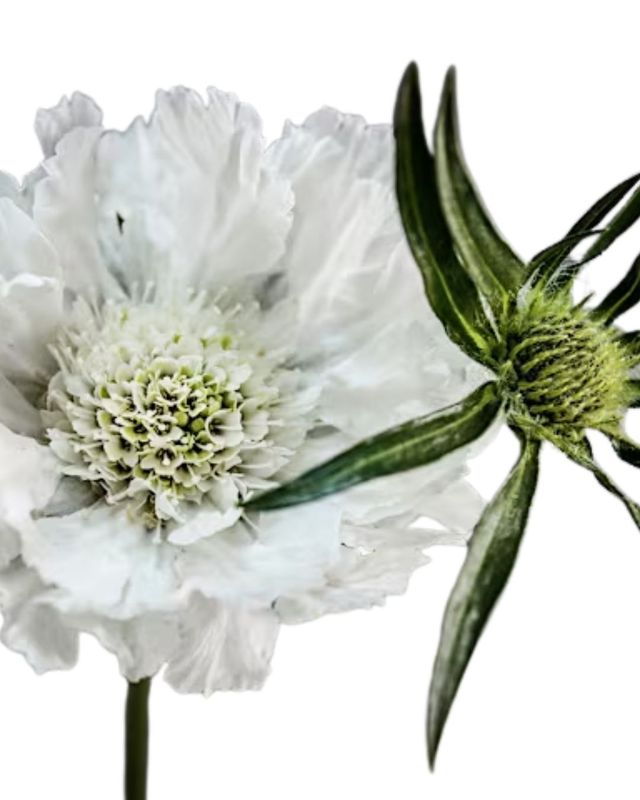 Scabiosa Fama White