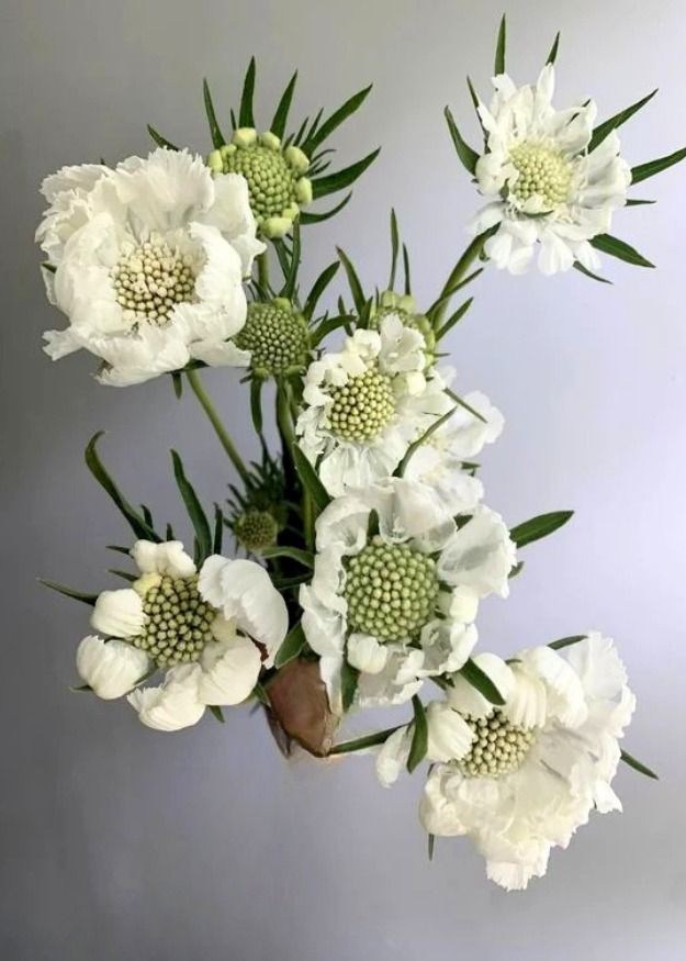 Scabiosa Fama White