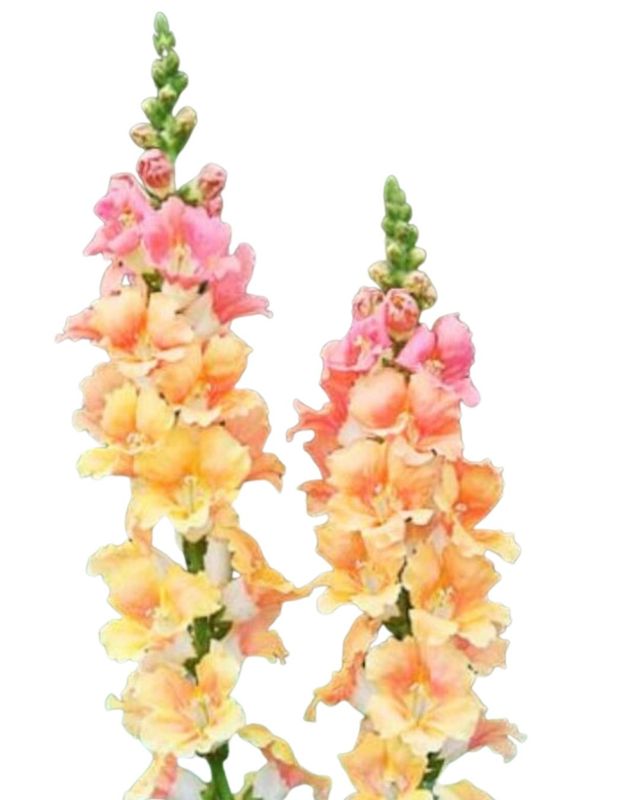 Snapdragon Chantilly Light Salmon