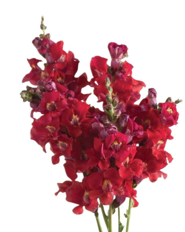 Snapdragon Chantilly Velvet