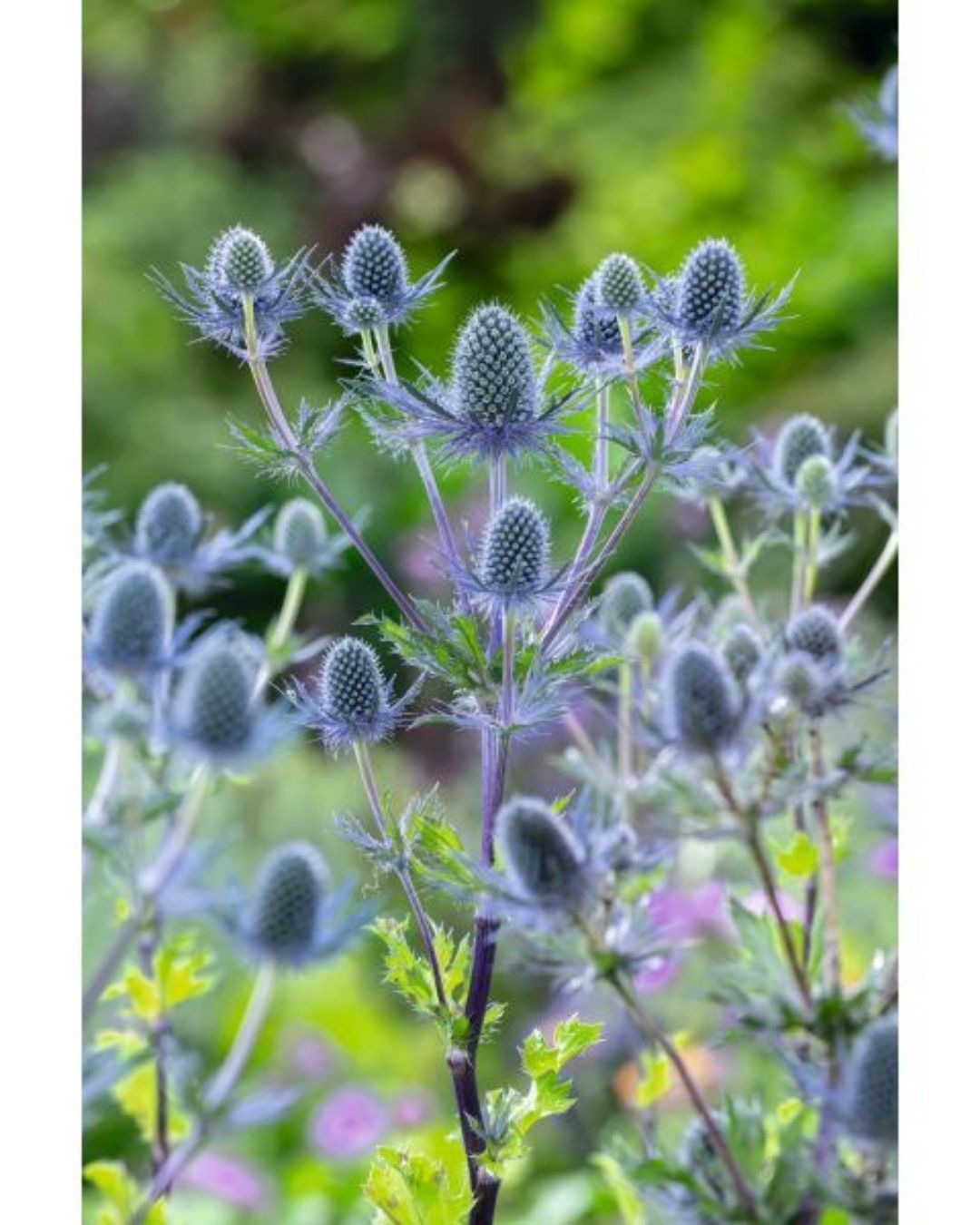 Sea Holly (Eryngium Planum Blue Glitter)