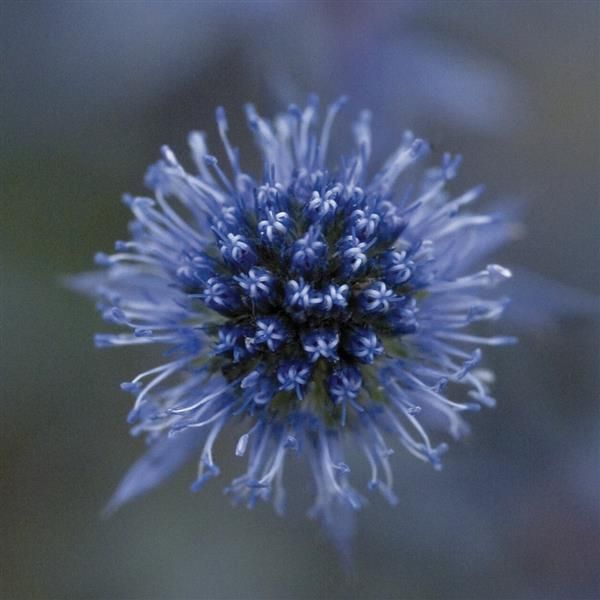 Sea Holly (Eryngium Planum Blue Glitter)