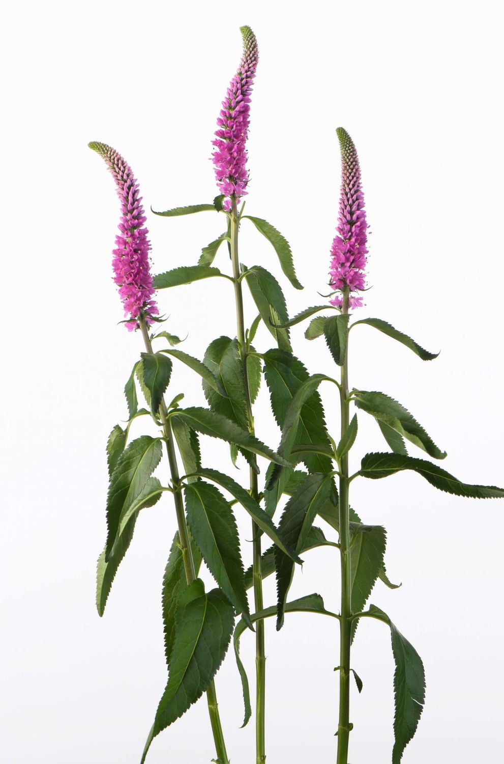 Skyler™ Pink Veronica