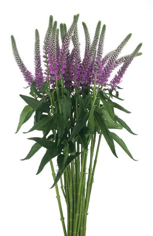 Skyler™ Pink Veronica