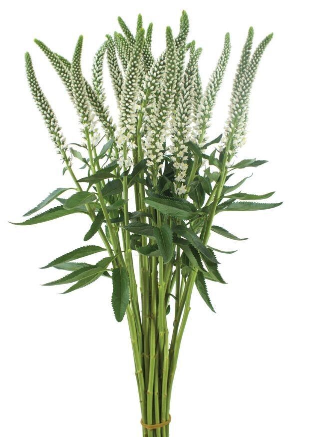 Skyler™ White Veronica