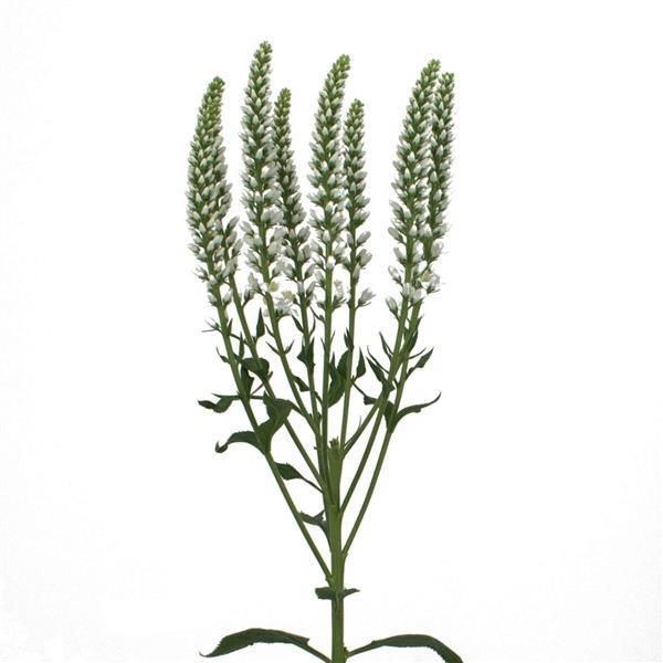 Skyler™ Splash White Veronica